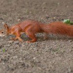 _DSC8551