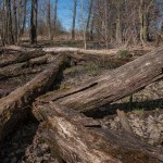 _DSC2987