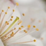 Kirsche (1)