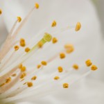 Kirsche (2)